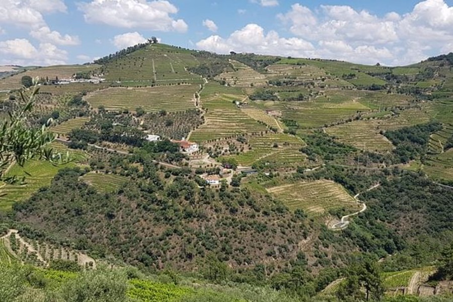 Porto Douro Valley Vineyards Tour with Lunch