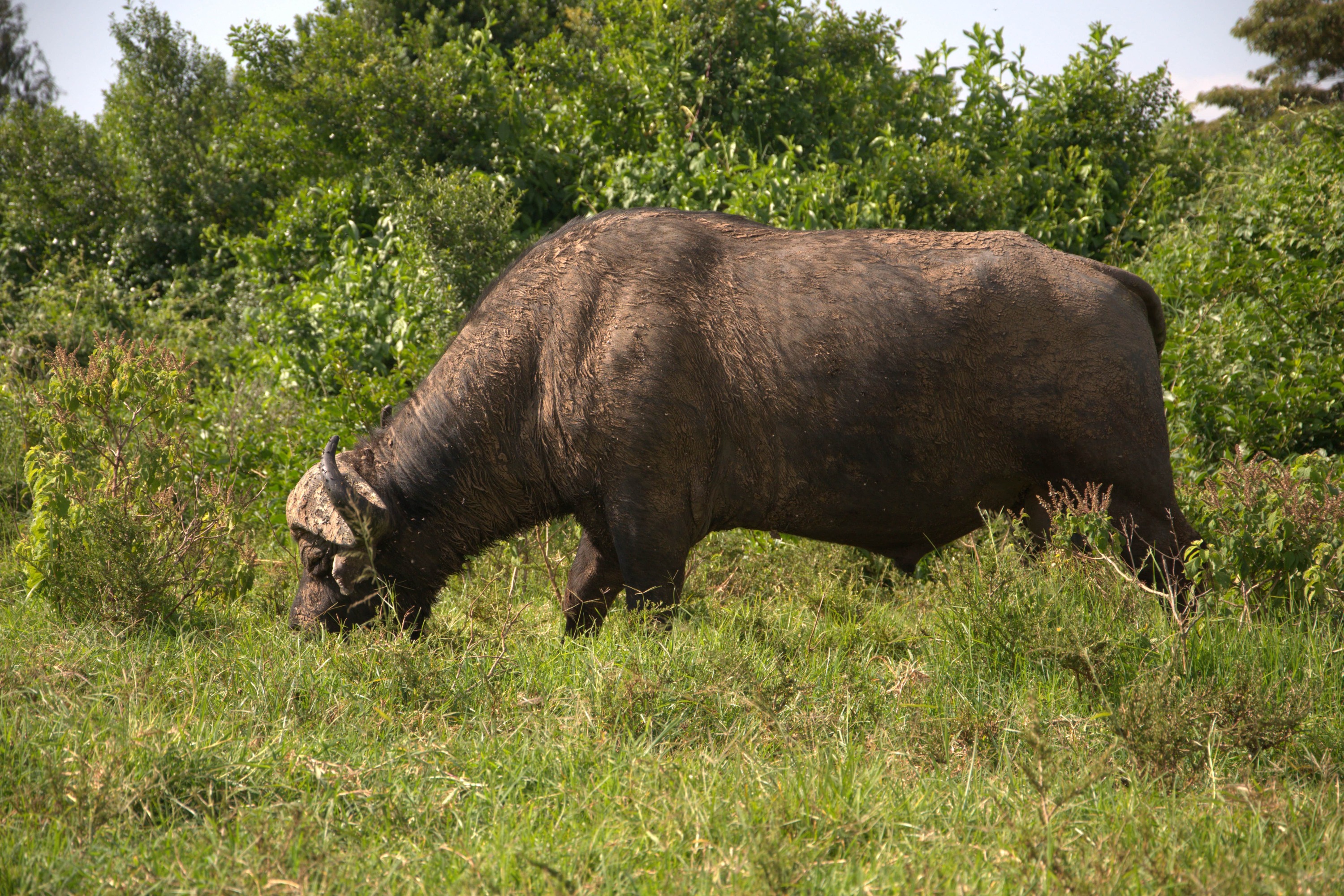 Nairobi 2-Day Aberdare Camping Safari: Waterfalls & Wilderness