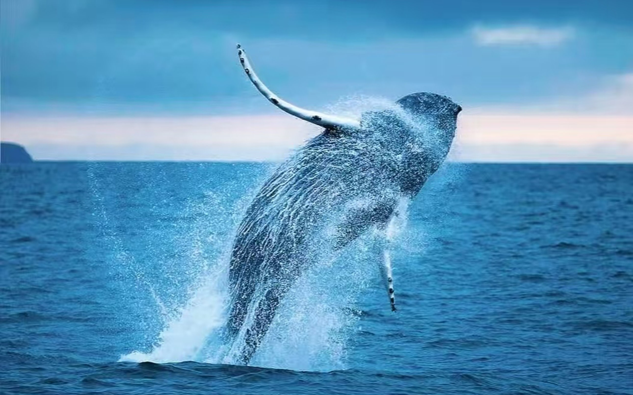 Whale watching/sea fishing experience in Weizhou Island, Beihai