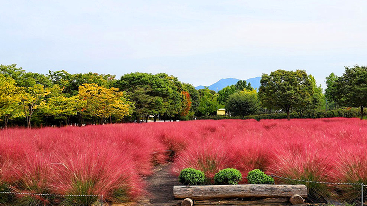 微風輕拂,帶來季節更迭的寧靜旋律。粉黛亂子草的波浪在廣闊的田野上輕柔搖曳。 微風輕拂,帶來季節更迭的寧靜旋律。粉黛亂子草的波浪在廣闊的田野上輕柔搖曳。