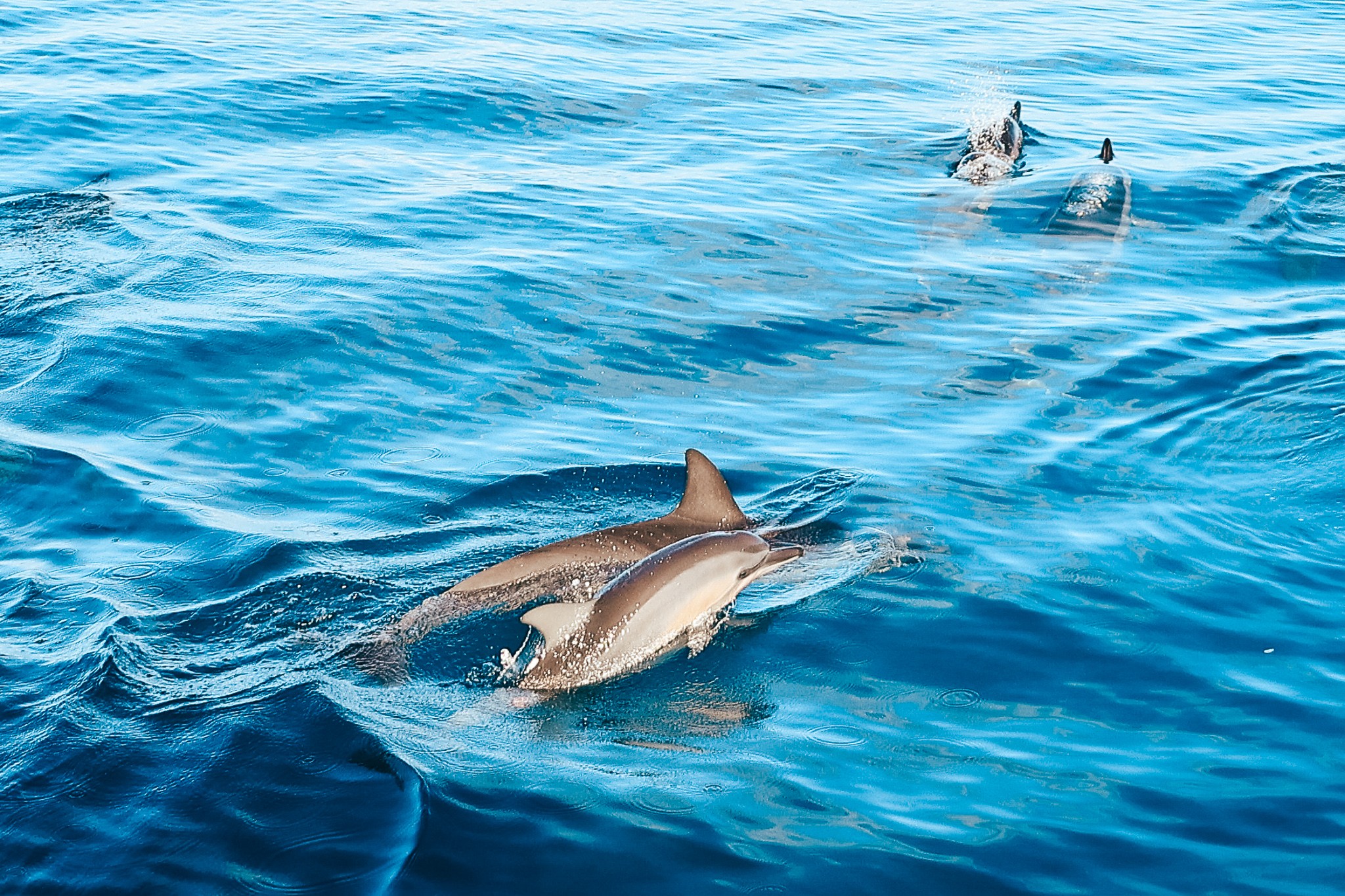 夏威夷基拉韋厄灣浮潛與海豚觀賞 (Kealakekua Bay Snorkel & Dolphin Watch in Hawaii)