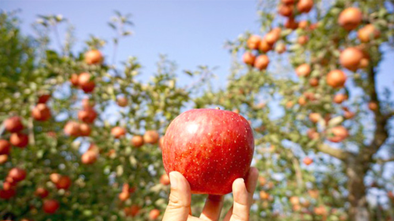 每年 9 月至 11 月是韓國蘋果盛產的季節。果園裡結實纍纍的鮮紅蘋果，搭配採摘時散發出的清新香氣，絕對是秋季限定的獨特體驗。