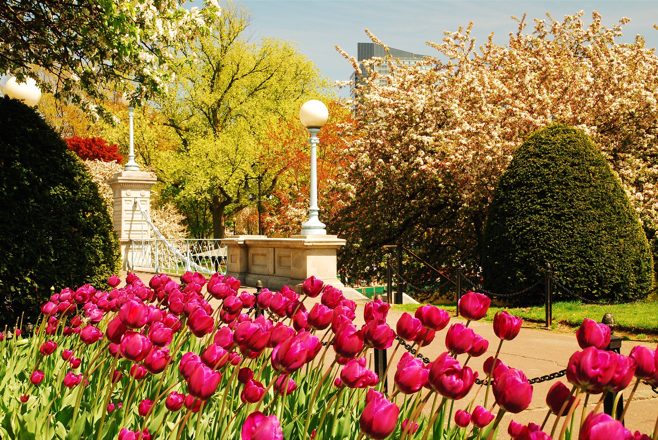 Enjoy the flowers in the Public Garden