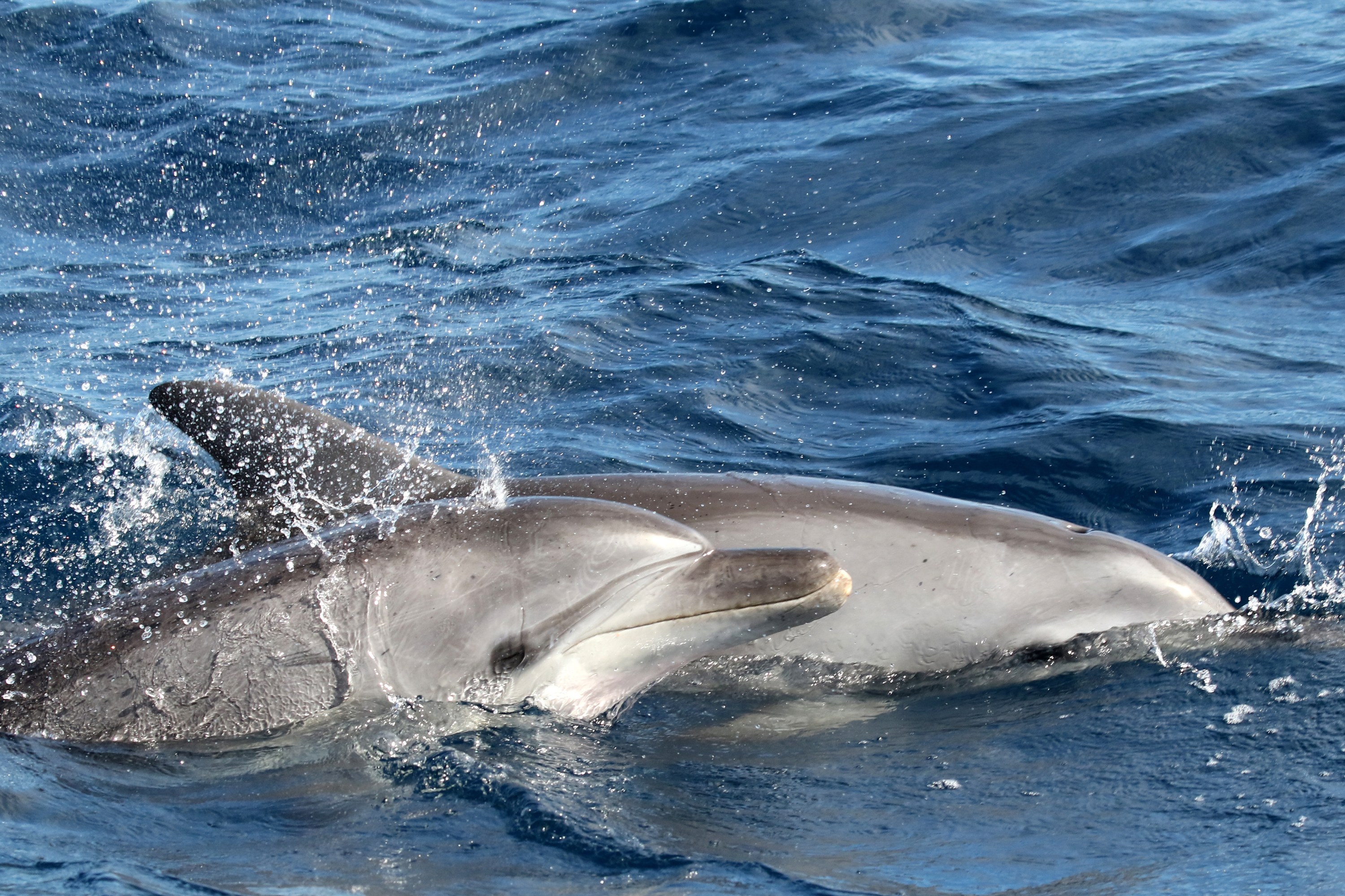 Ocean Life Adventure Cruise