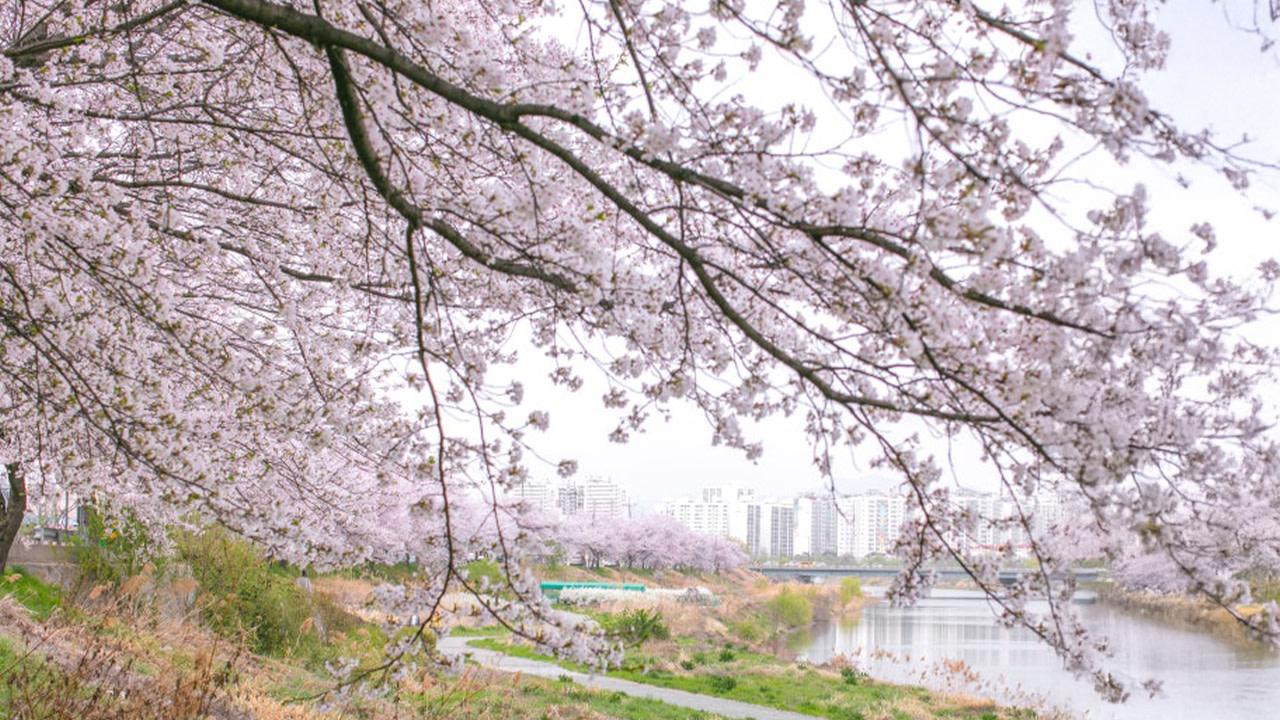 春風拂面,感受全州最純粹的春日氣息,讓身心煥然一新。 春風拂面,感受全州最純粹的春日氣息,讓身心煥然一新。