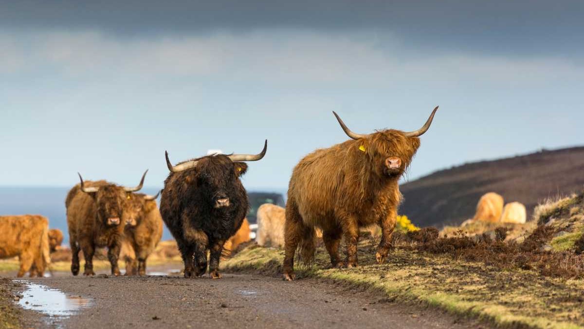 Majestic Highland cows roam freely, showcasing Scotland’s rugged beauty and wild charm in every stride