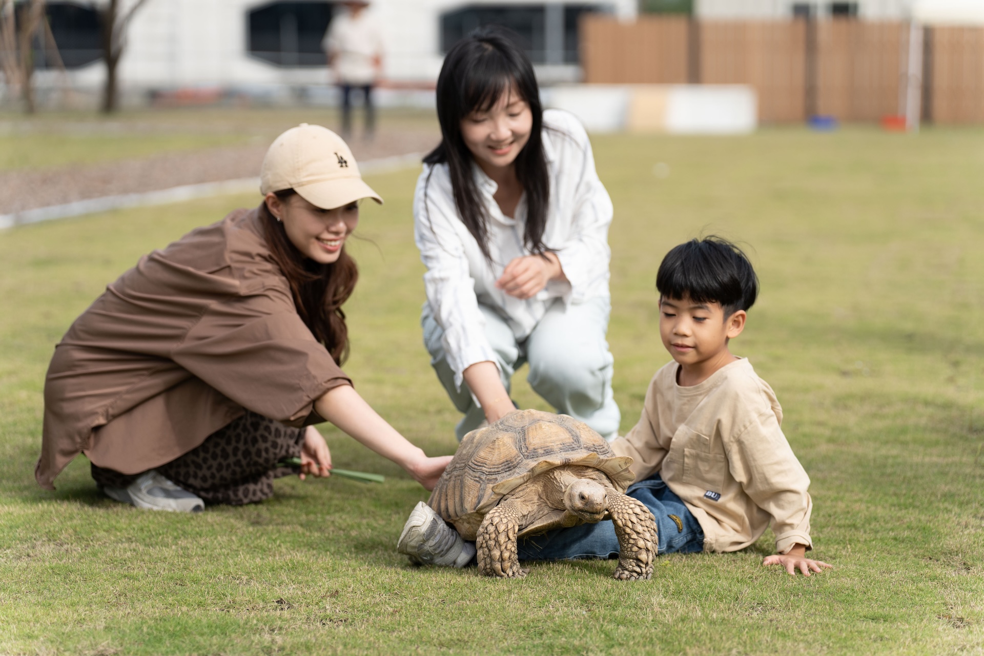 與蘇卡達象龜一起玩超可愛 與蘇卡達象龜一起玩超可愛