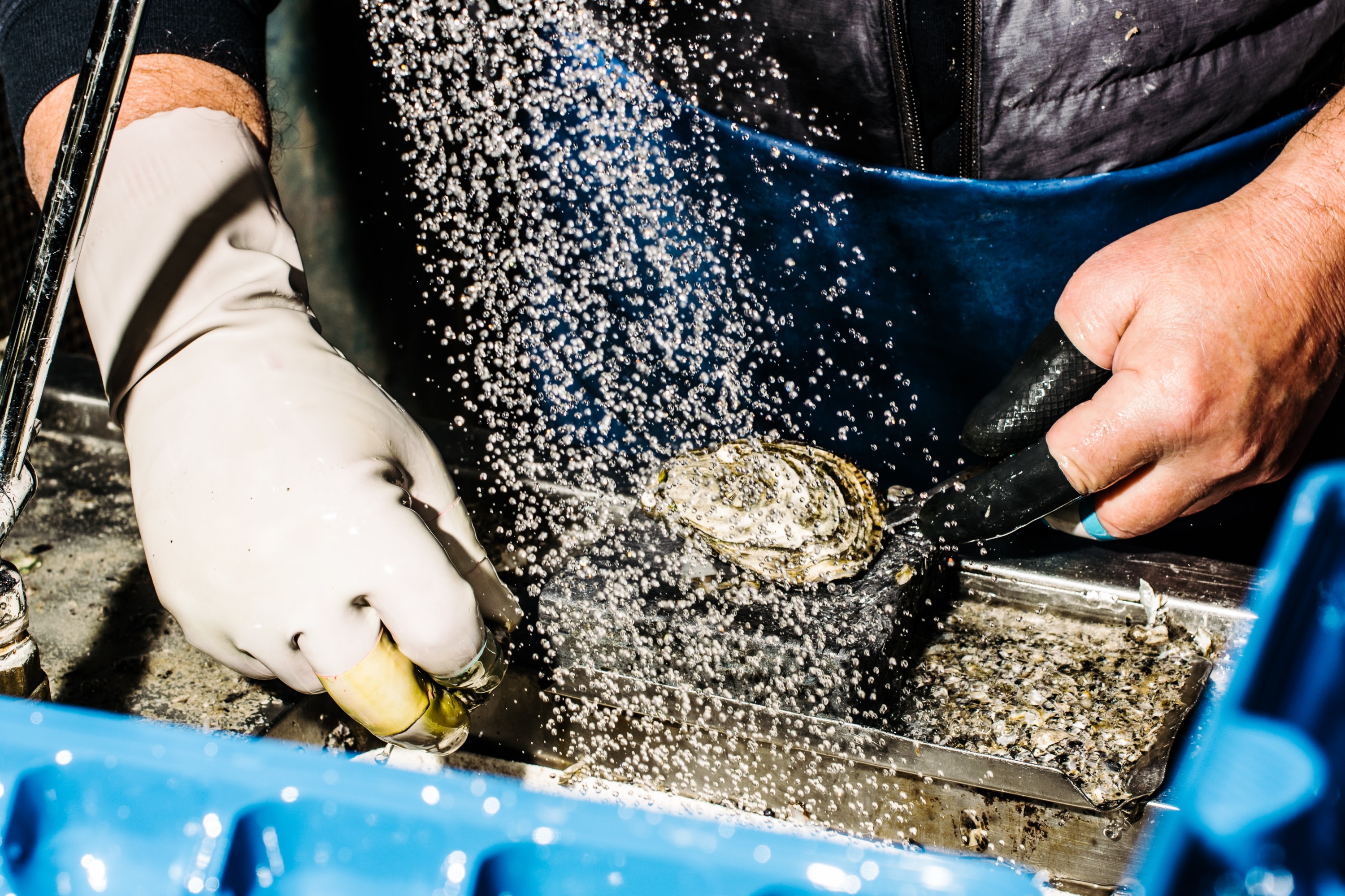 在您的幕後海鮮體驗中，瞭解專家如何小心翼翼地撬開牡蠣