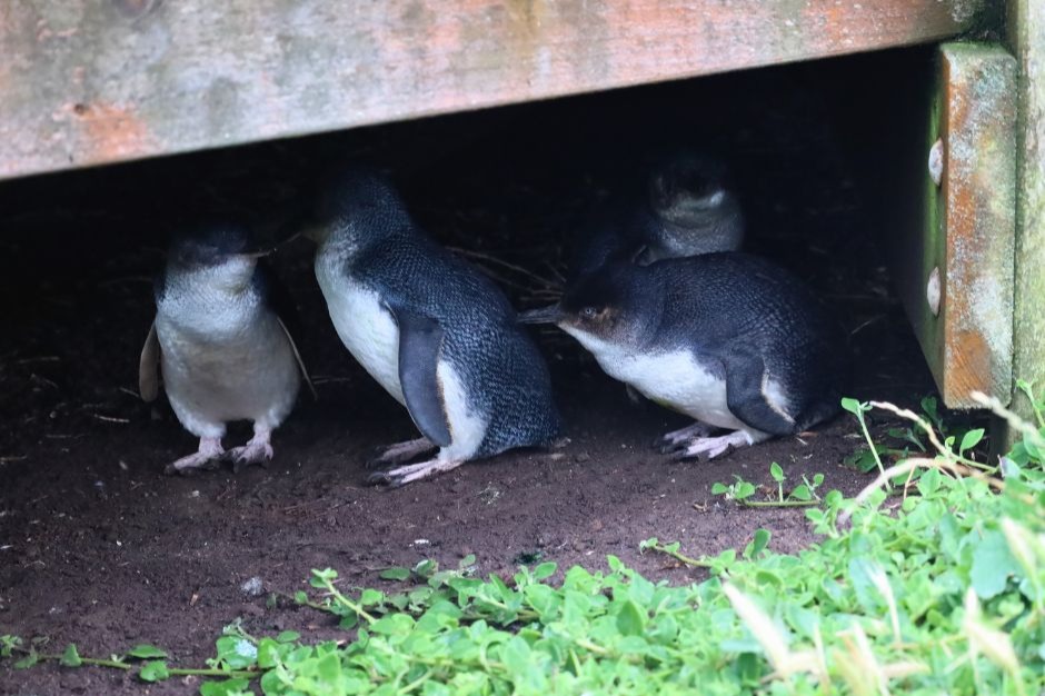 企鵝歸巢＆觀賞野生動物＆菲利普島一日遊（墨爾本出發）