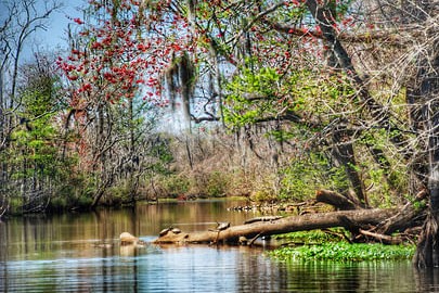 New Orleans Swamp and Bayou Sightseeing Boat Tour