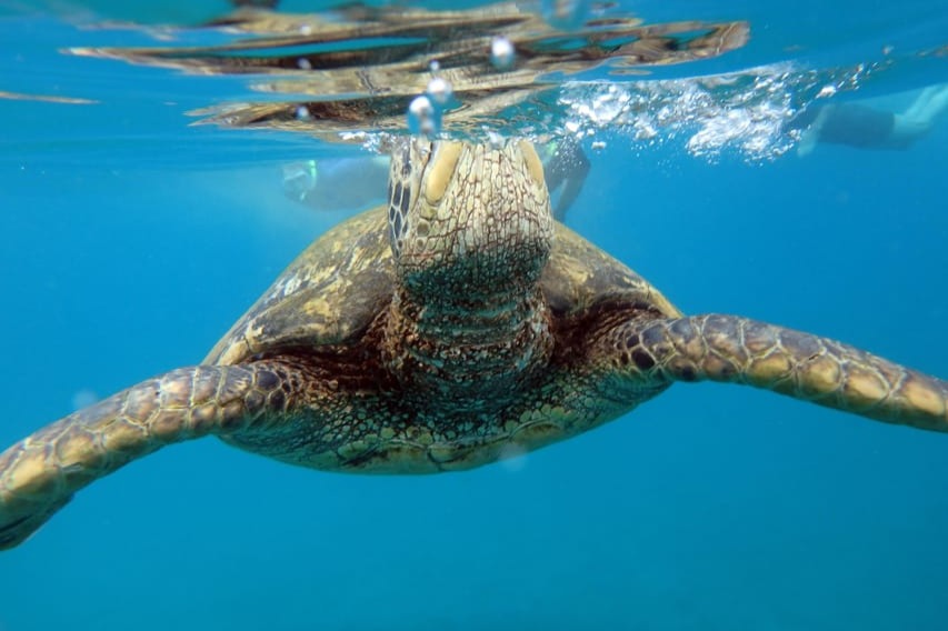 Experience the Turtle Arches for encounters with playful turtles and unique underwater formations