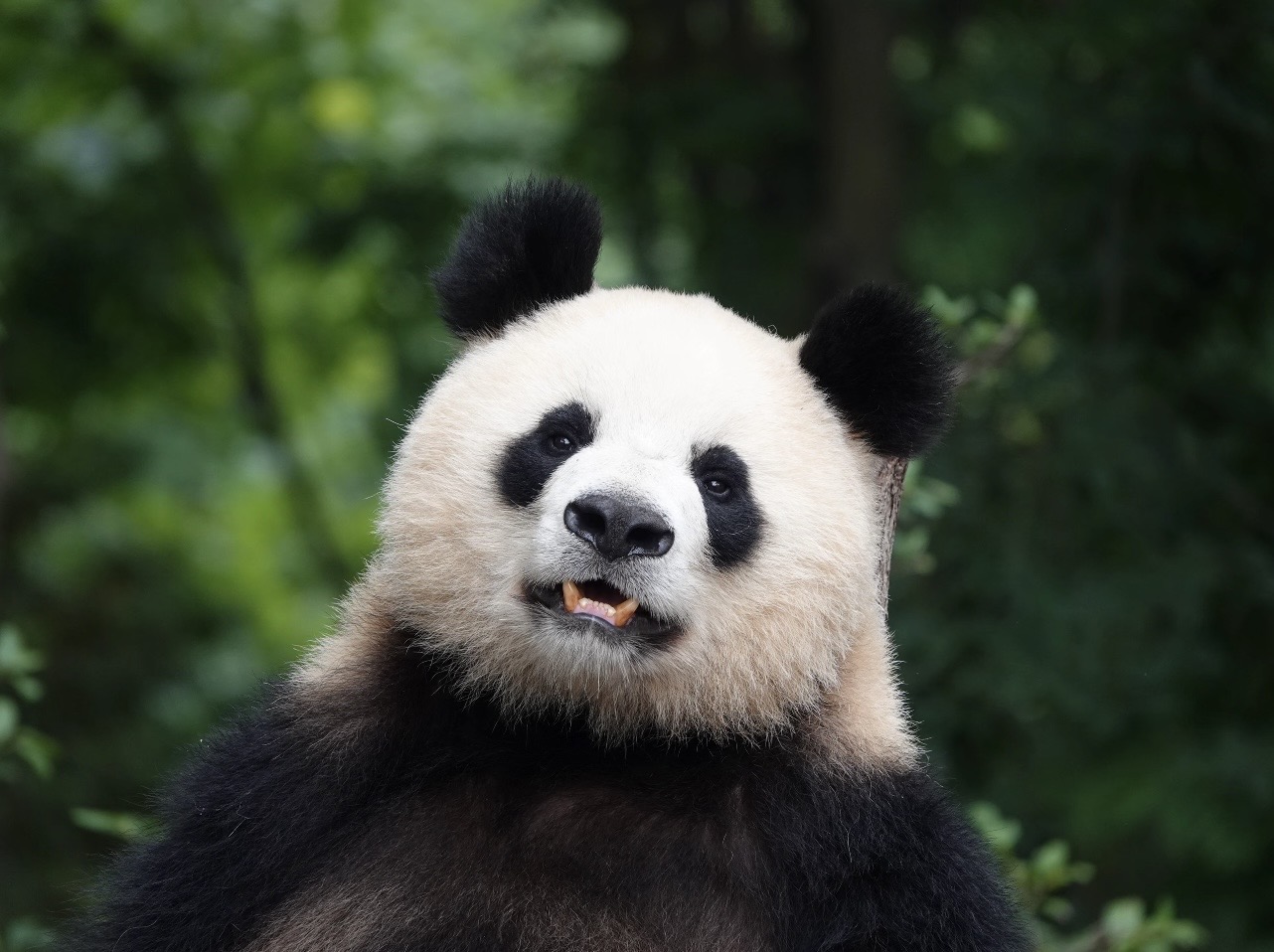 三星堆足以與世界八大奇蹟比肩,被譽為「世界第九大奇蹟」。大熊貓作為全球獨有的瑰寶,不僅是中國的國家象徵,更是跨越國界的「和平使者」。成都大熊貓繁育研究基地緊鄰市區,憑藉其龐大的熊貓種群,成為遊客的首選之地。三星堆、九寨溝與大熊貓,是四川對外宣傳的三大標誌性名片 —— 我們將在短短一天內,帶您領略其中兩大珍寶的獨特魅力。 三星堆足以與世界八大奇蹟比肩,被譽為「世界第九大奇蹟」。大熊貓作為全球獨有的瑰寶,不僅是中國的國家象徵,更是跨越國界的「和平使者」。成都大熊貓繁育研究基地緊鄰市區,憑藉其龐大的熊貓種群,成為遊客的首選之地。三星堆、九寨溝與大熊貓,是四川對外宣傳的三大標誌性名片 —— 我們將在短短一天內,帶您領略其中兩大珍寶的獨特魅力。