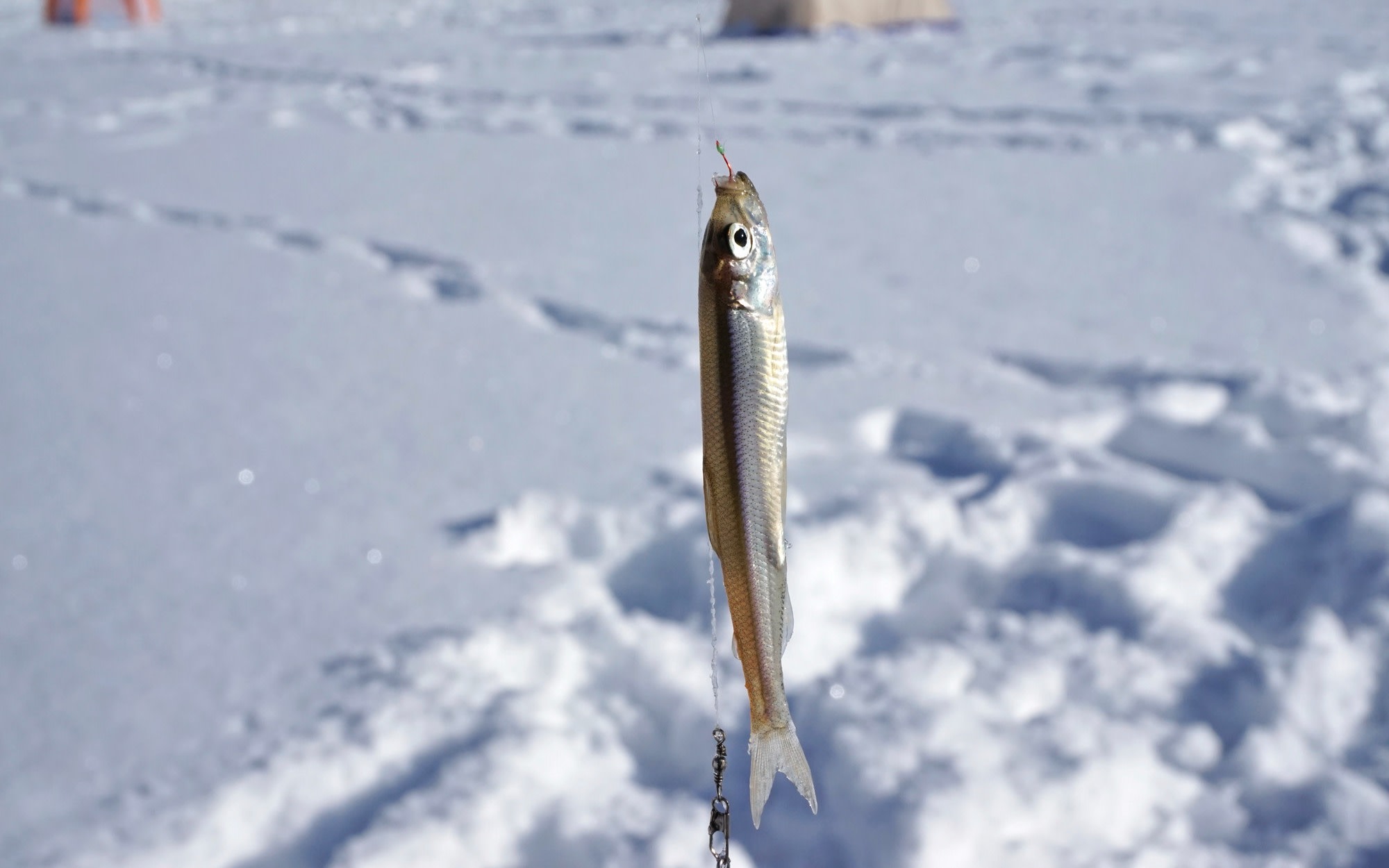 Sapporo Half-Day Smelt Fishing Experience with Transfers
