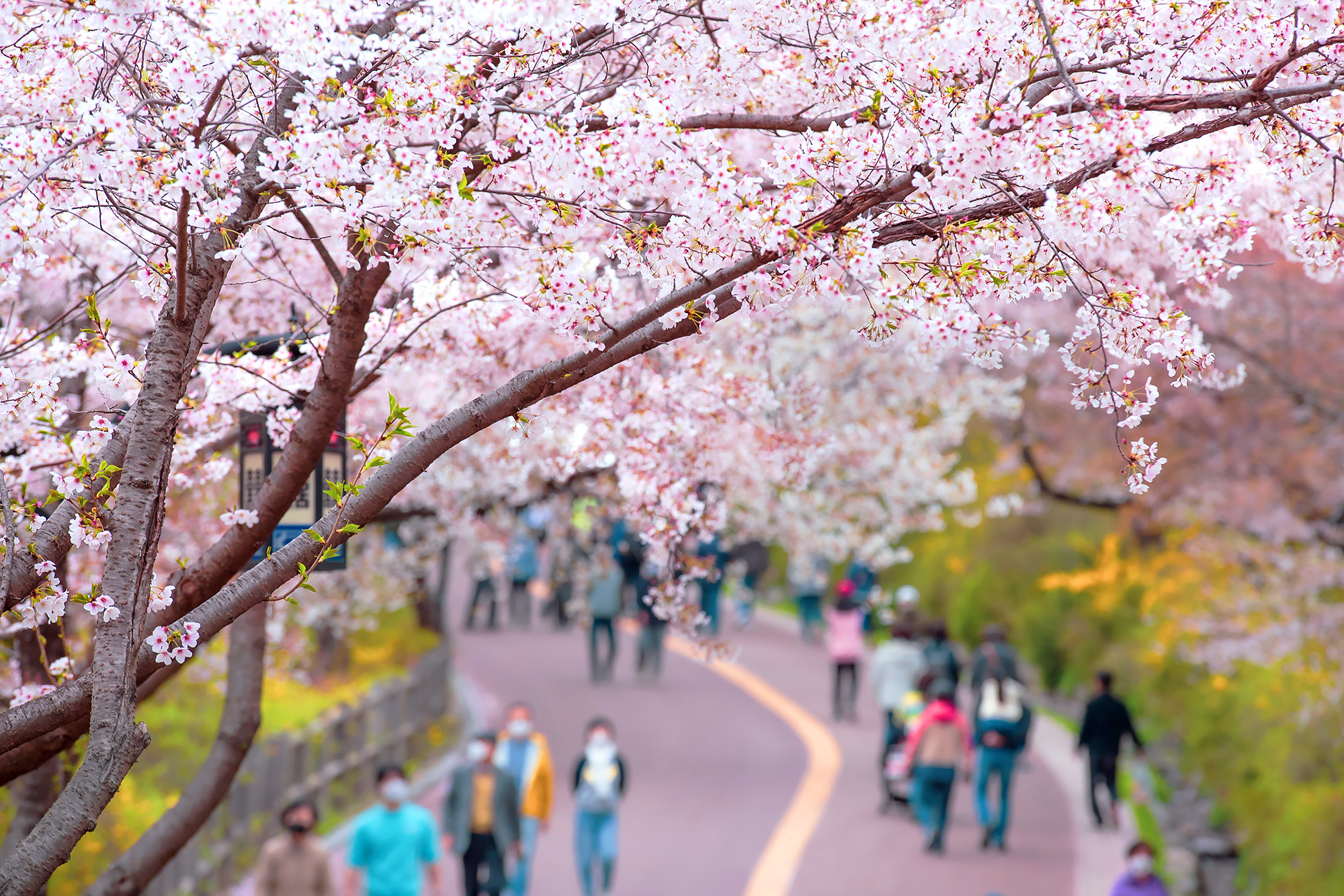 🌸 我們引導您前往首爾最佳的櫻花觀賞地點。