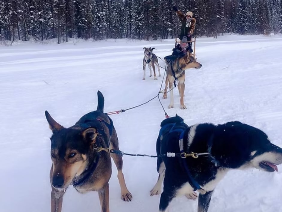 Experience the joy of gliding across snow with a loyal husky team