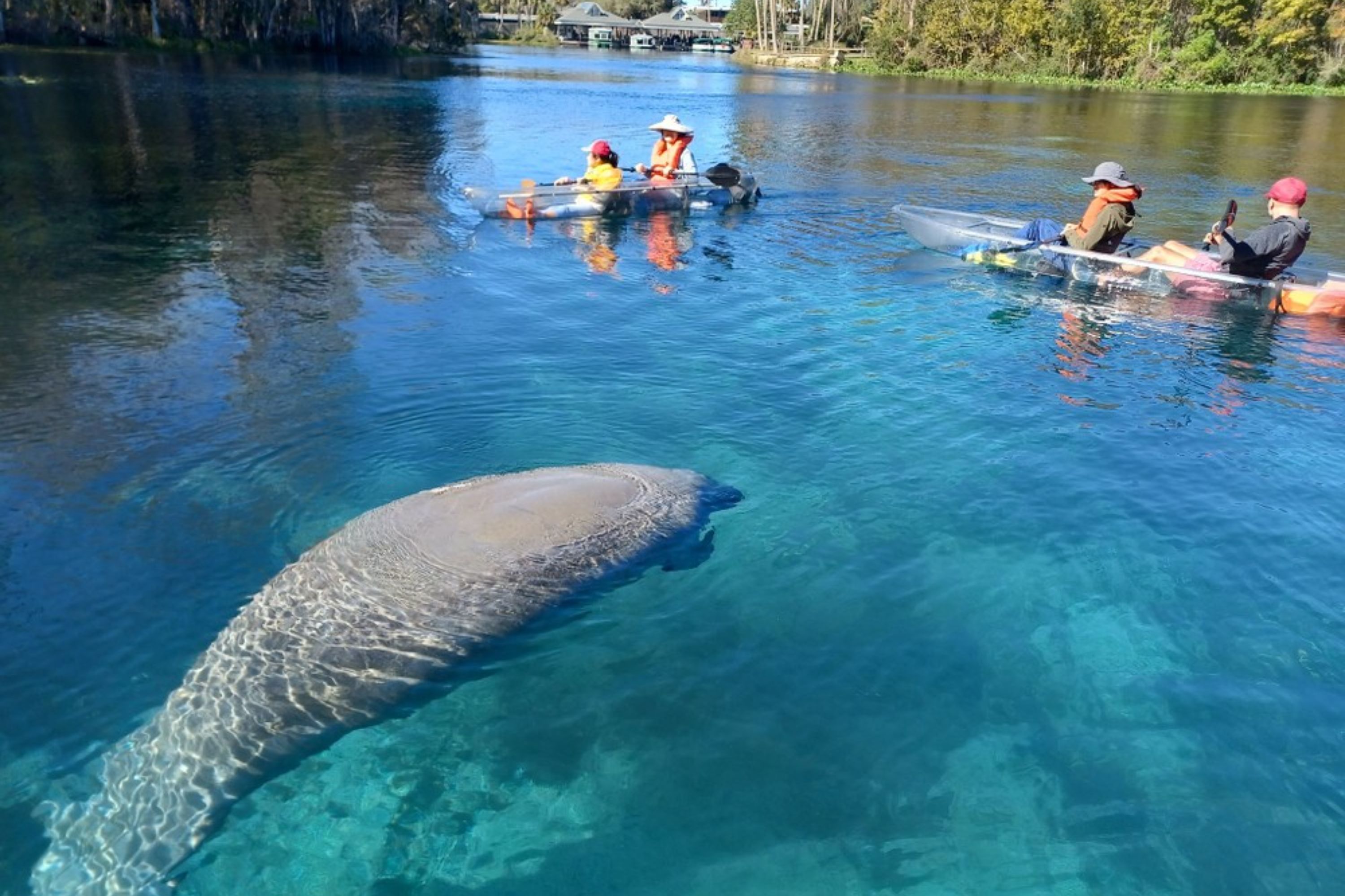 Manatees and Monkeys Kayak or Paddleboard Experience in Orlando