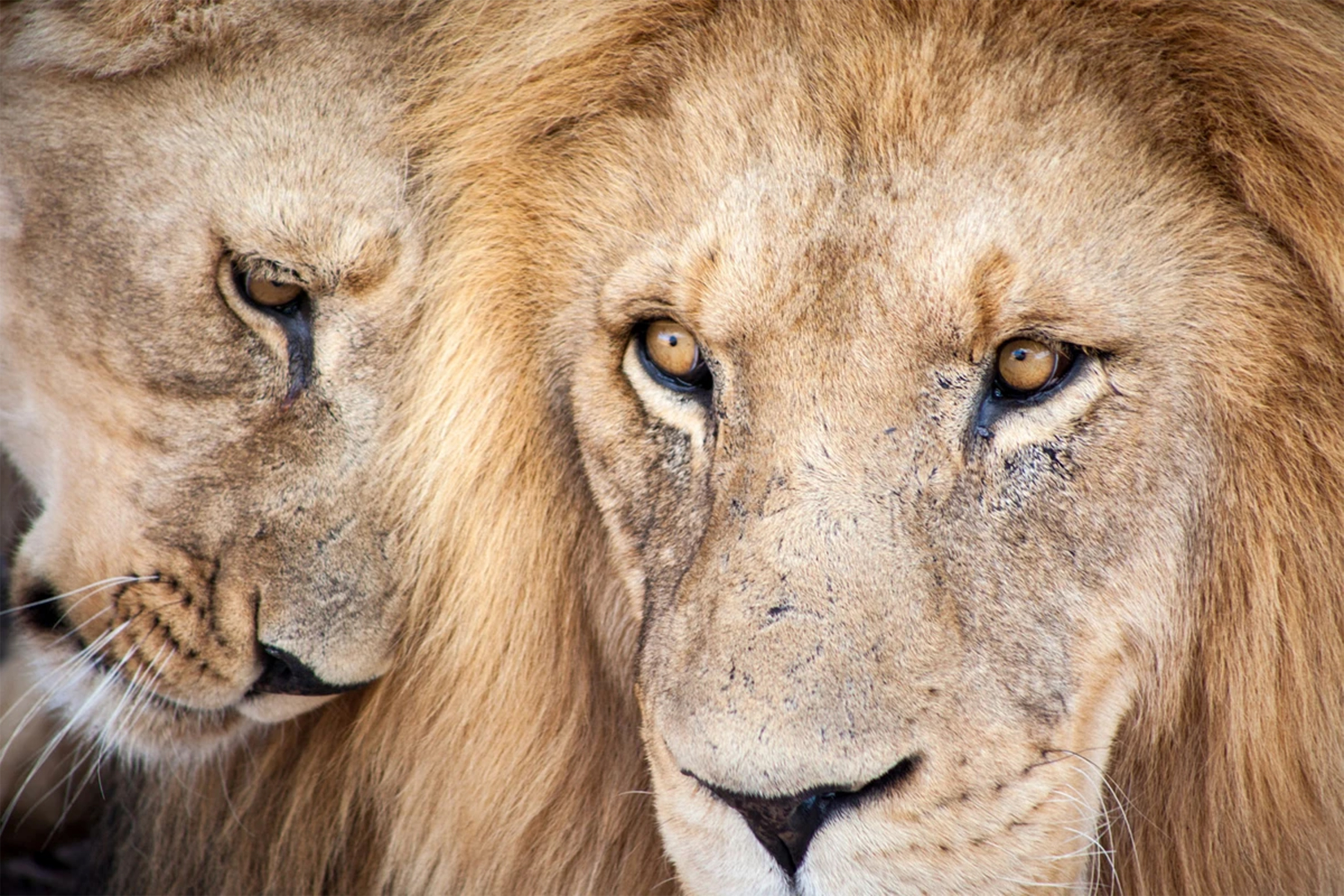 Aquila Game Reserve Safari with wine tasting, Transport & Lunch