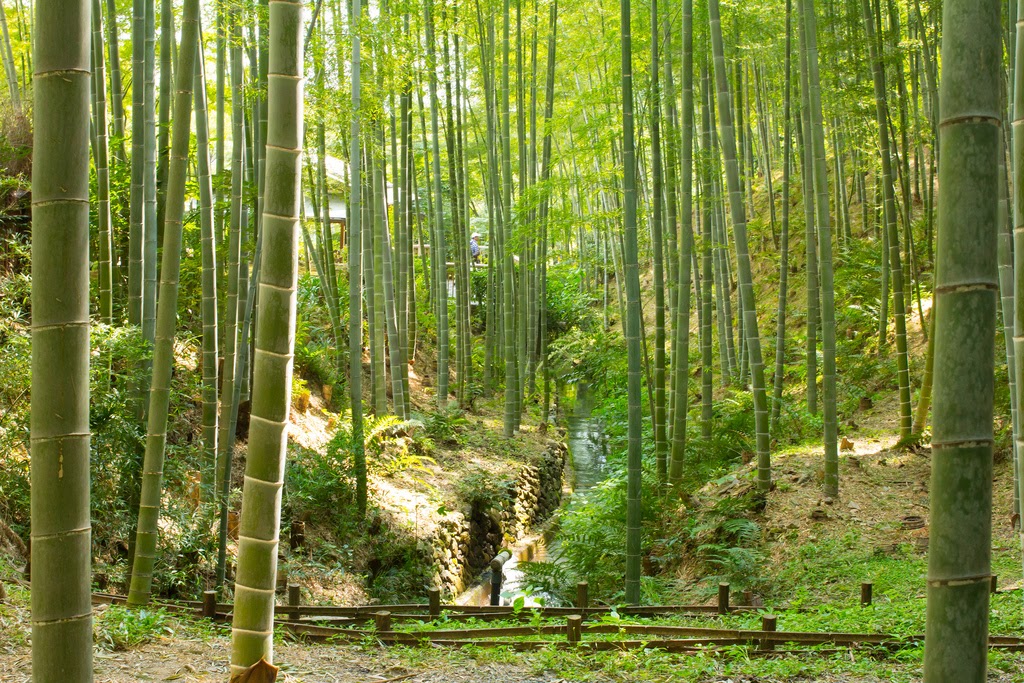 Kyoto: Immersive Arashiyama and Fushimi Inari by private vehicle