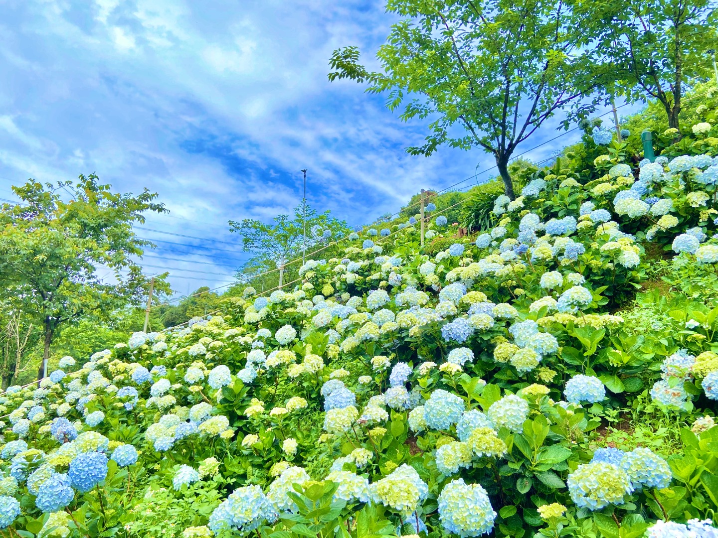 高家繡球花田門票：台北陽明山竹子湖・新北萬里