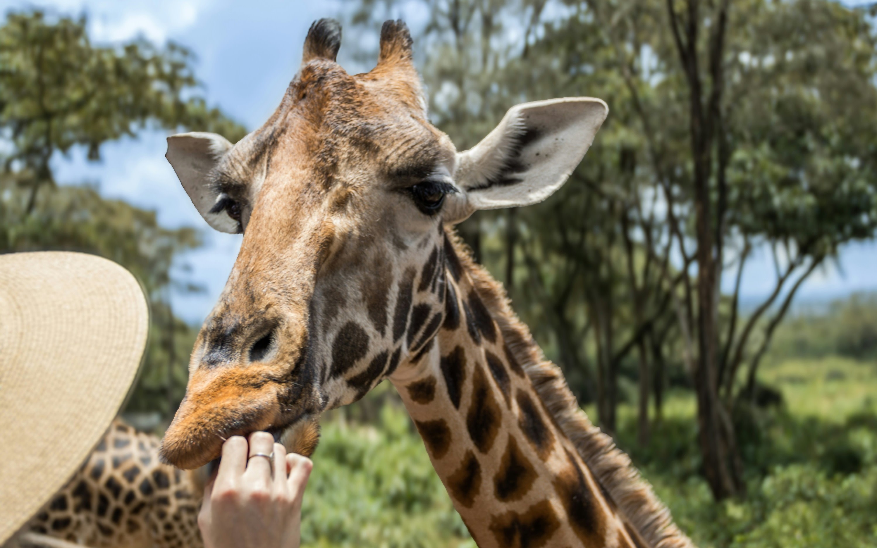 Nairobi Giraffe Centre & Kazuri Beads Half-Day Private Tour