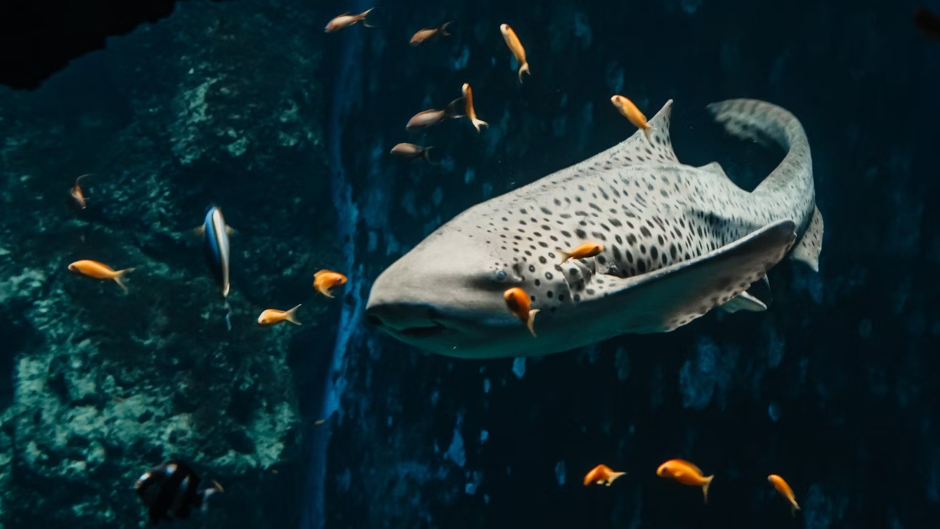 里昂水族館 (Aquarium of Lyon) 門票