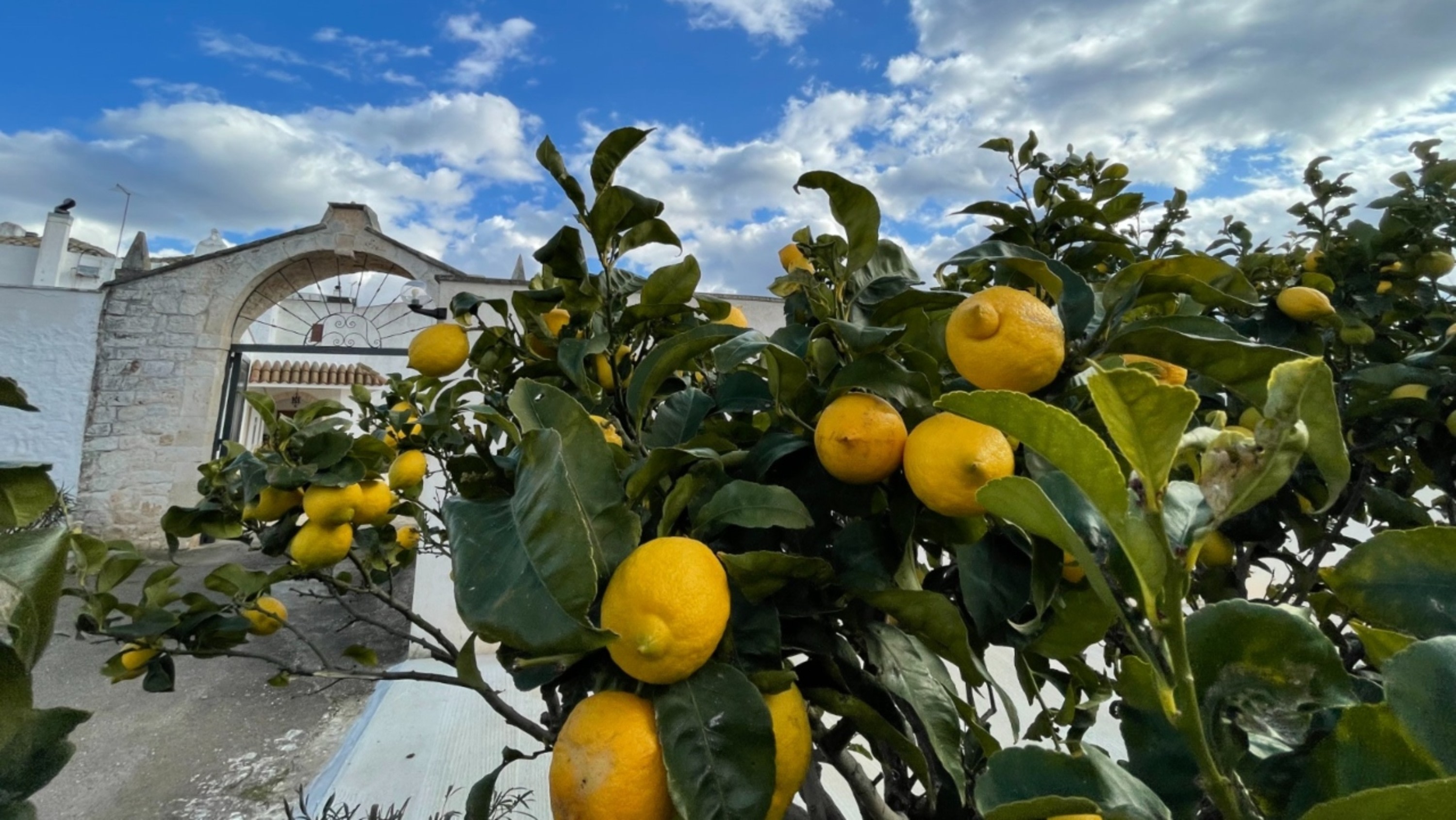 Ostuni Apulia Half-Day Small Group Cheese Tour