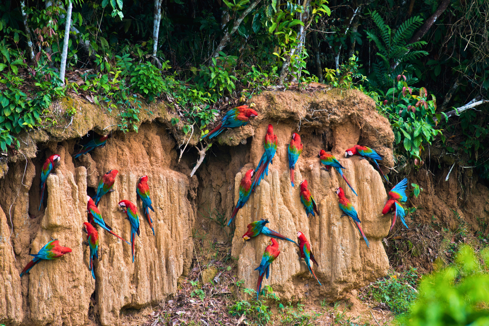 Manu Rainforest Tour 6 Days