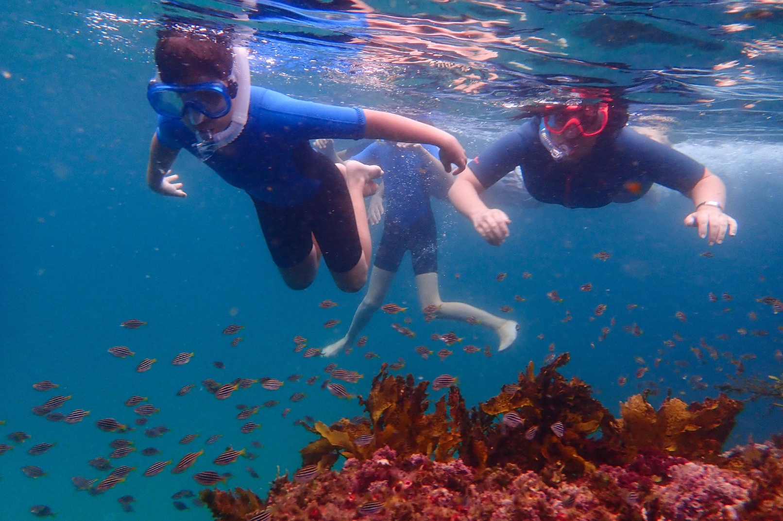 Family Snorkeling Tour with Private Guide In Sydney