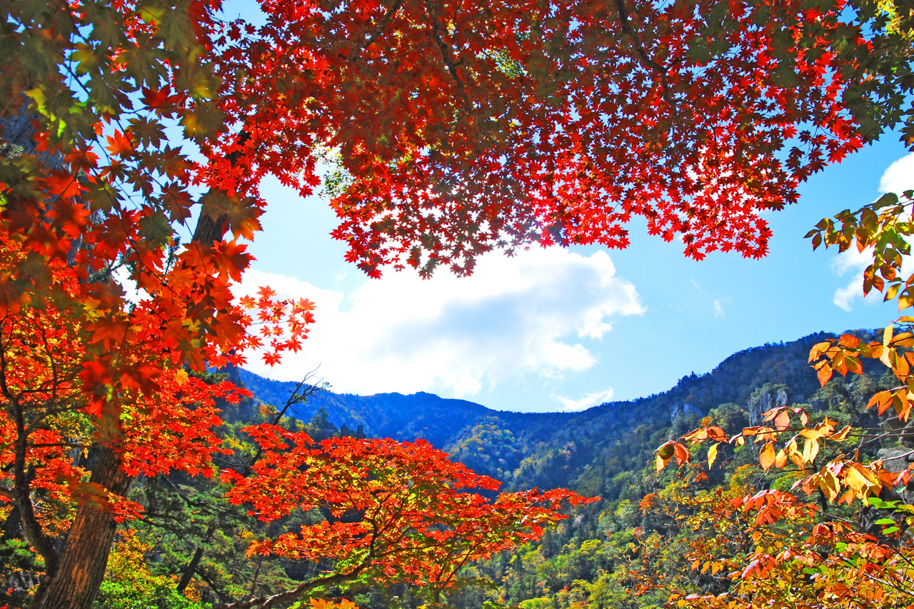 江原道（雪嶽山、束草）包車遊覽