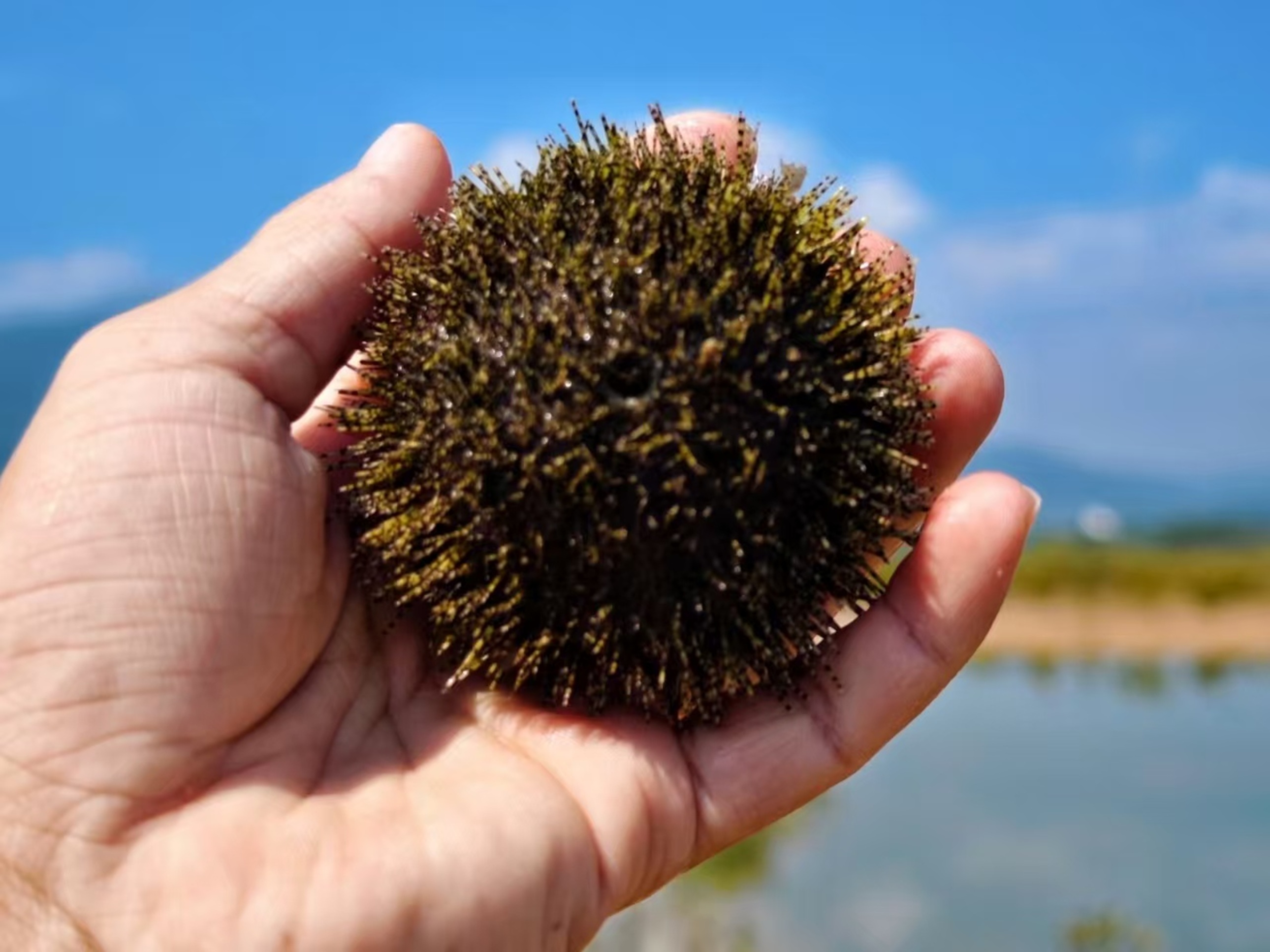掌心託著一隻飽滿的海膽，黑褐尖刺密集油亮，背景是藍天碧海與灘塗，是趕海時收穫的鮮活 “帶刺寶藏”