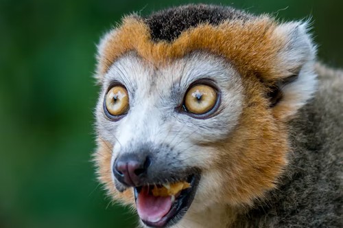 佐治亞州亞特蘭大動物園門票