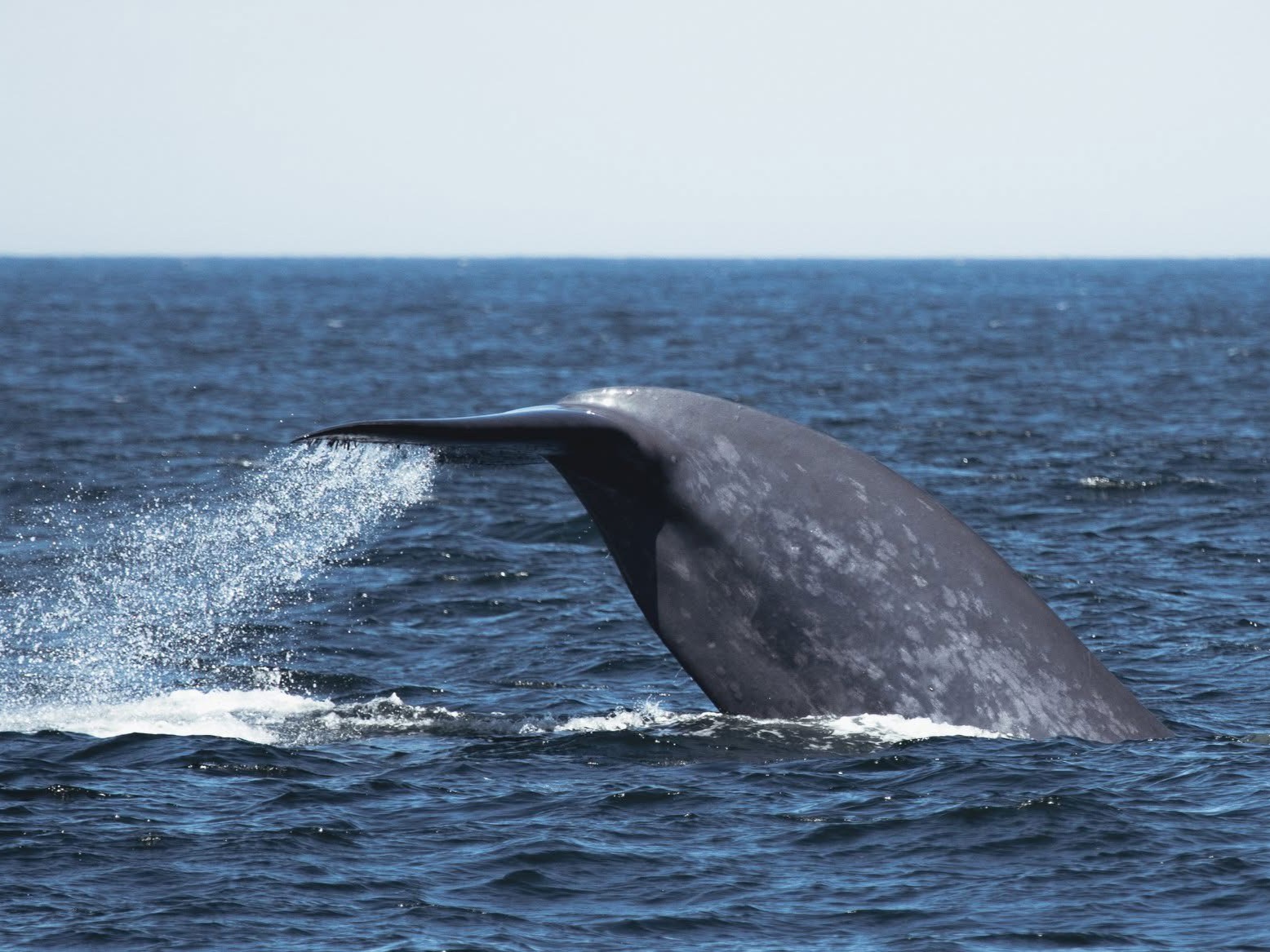 A minke whale gliding gracefully across the ocean surface near the vessel