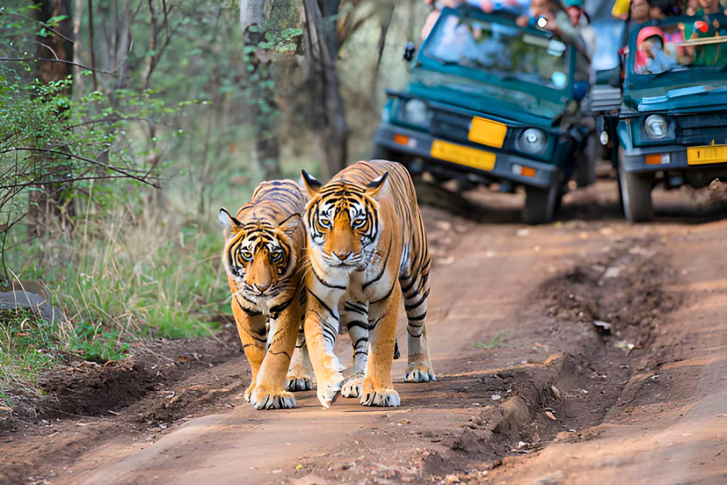 From Delhi: 5 Day Golden Triangle Tour with Tiger Safari