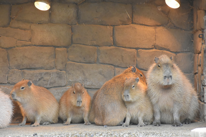 伊豆仙人掌動物園門票