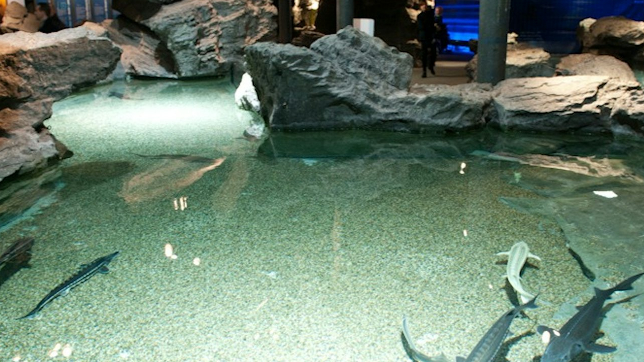 熱那亞水族館門票與街頭美食體驗
