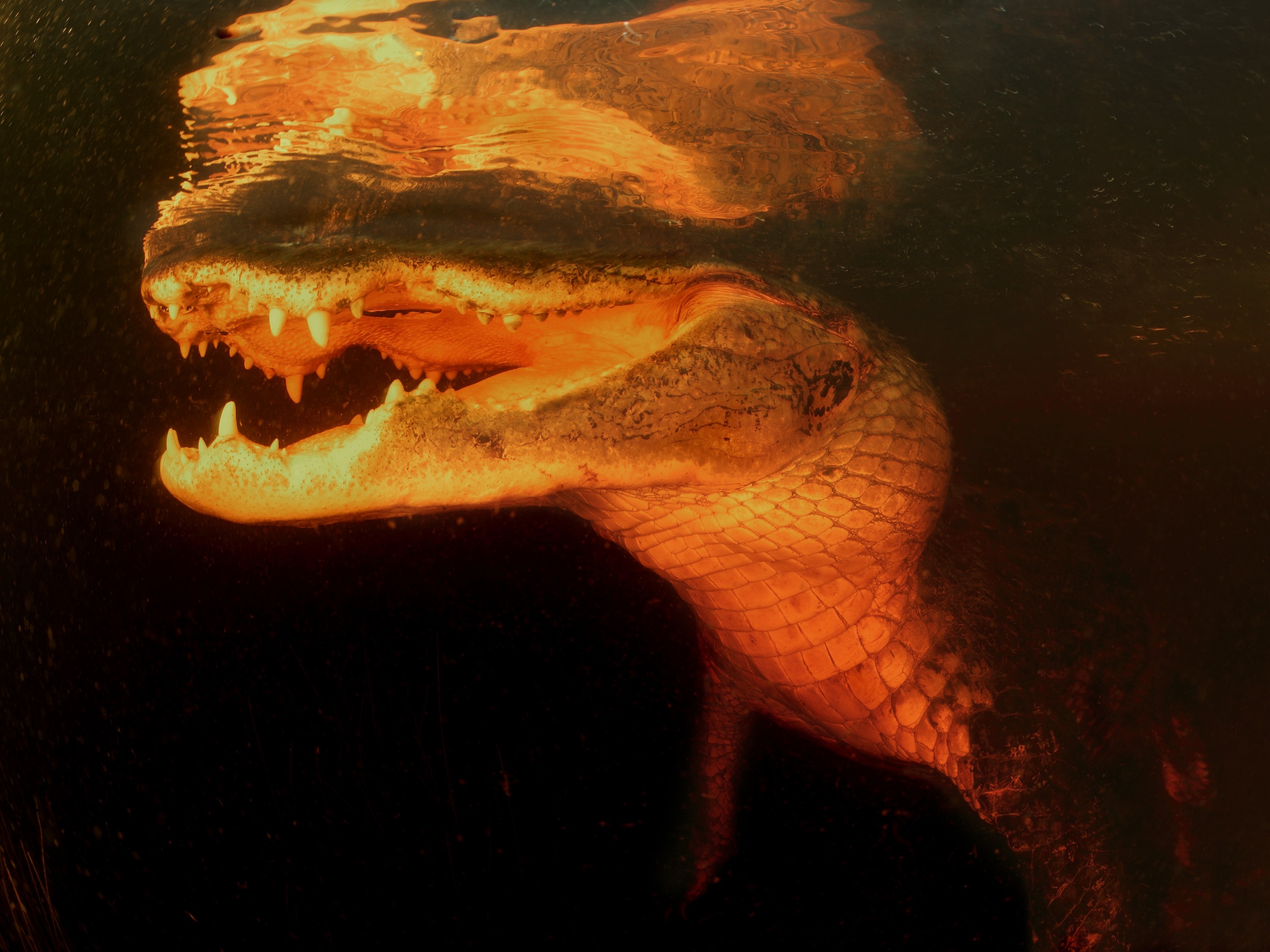 Miami Everglades Night Adventure with Alligator Spotting