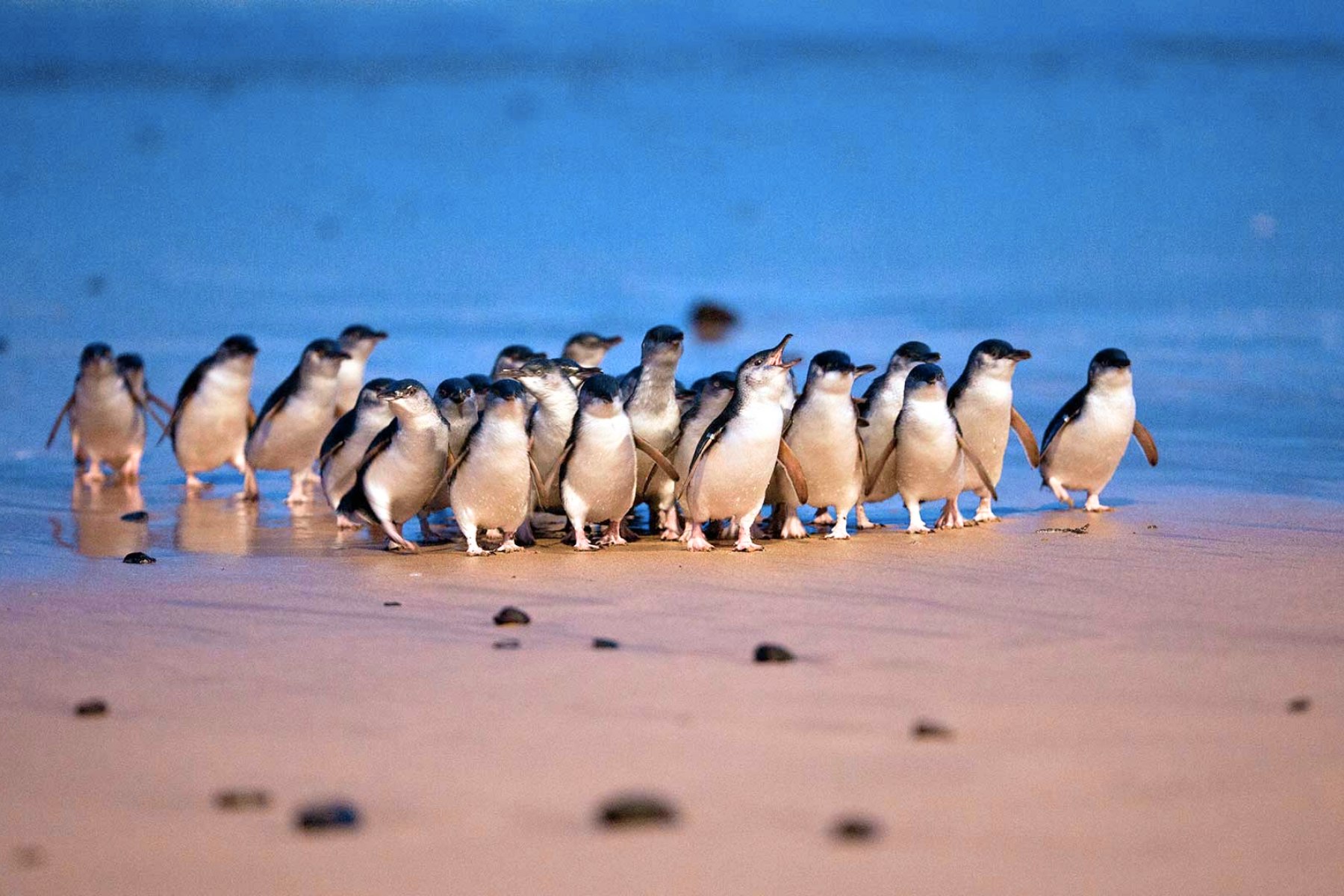 Watch the adorable Penguin Parade – no cameras allowed, just pure memories.