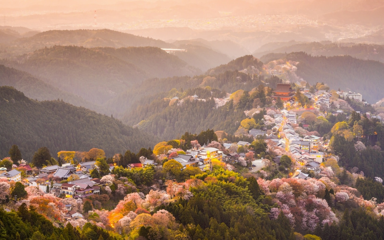 [Nara & Mount Yoshino Cherry Blossom Day Trip] Cherry Blossom Season Limited | Departure from Osaka