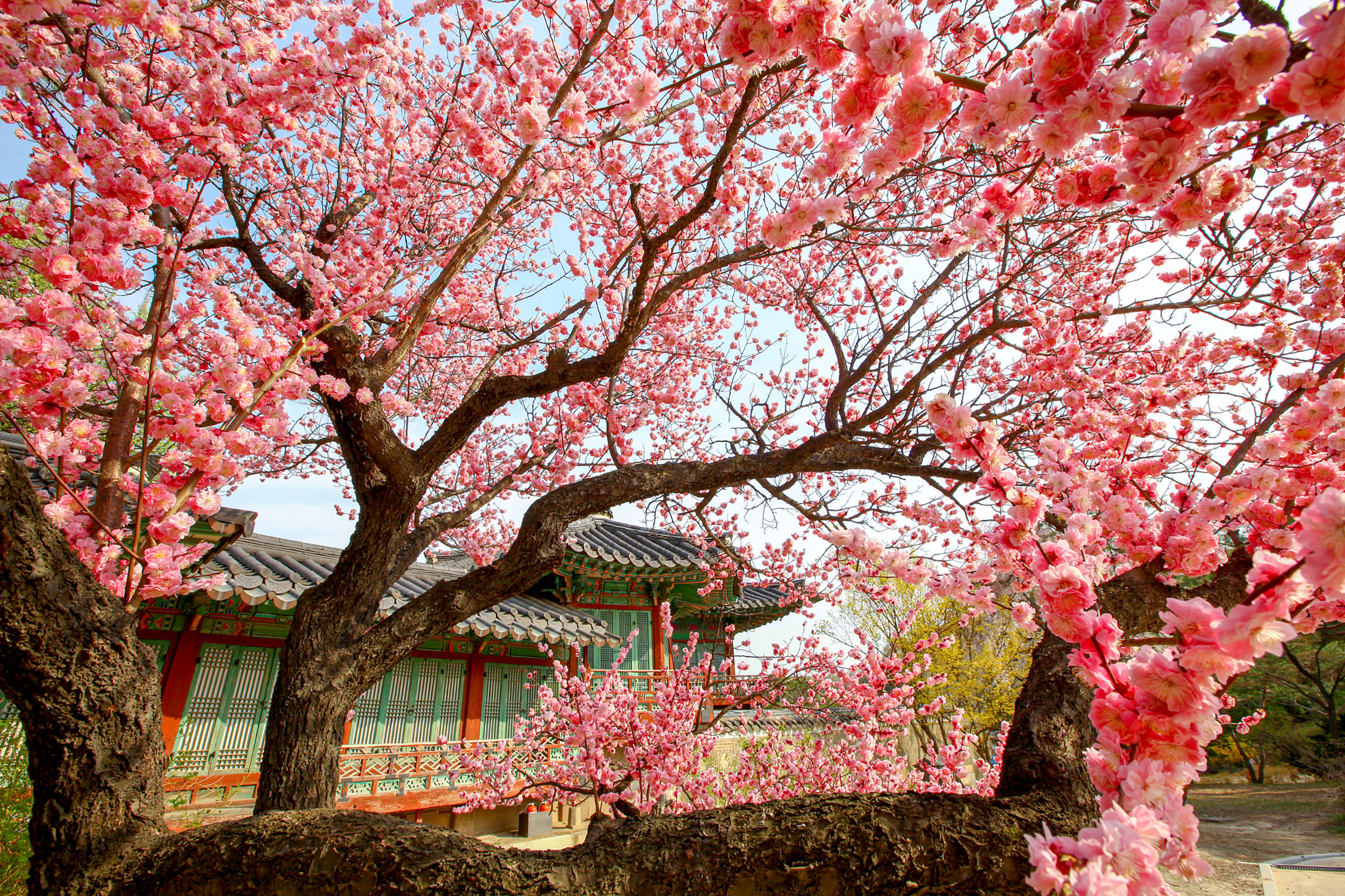 Changdeokgung's King Cherry Blossoms
