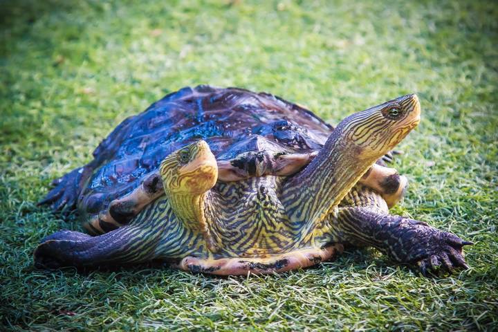 芭提雅怪物水族館門票