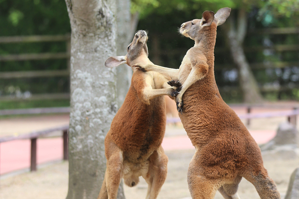 【親子推薦】大分一日遊｜由布院漫步, 金鱗湖晨光, 九州自然動物園, 別府海&灶地獄｜福岡出發