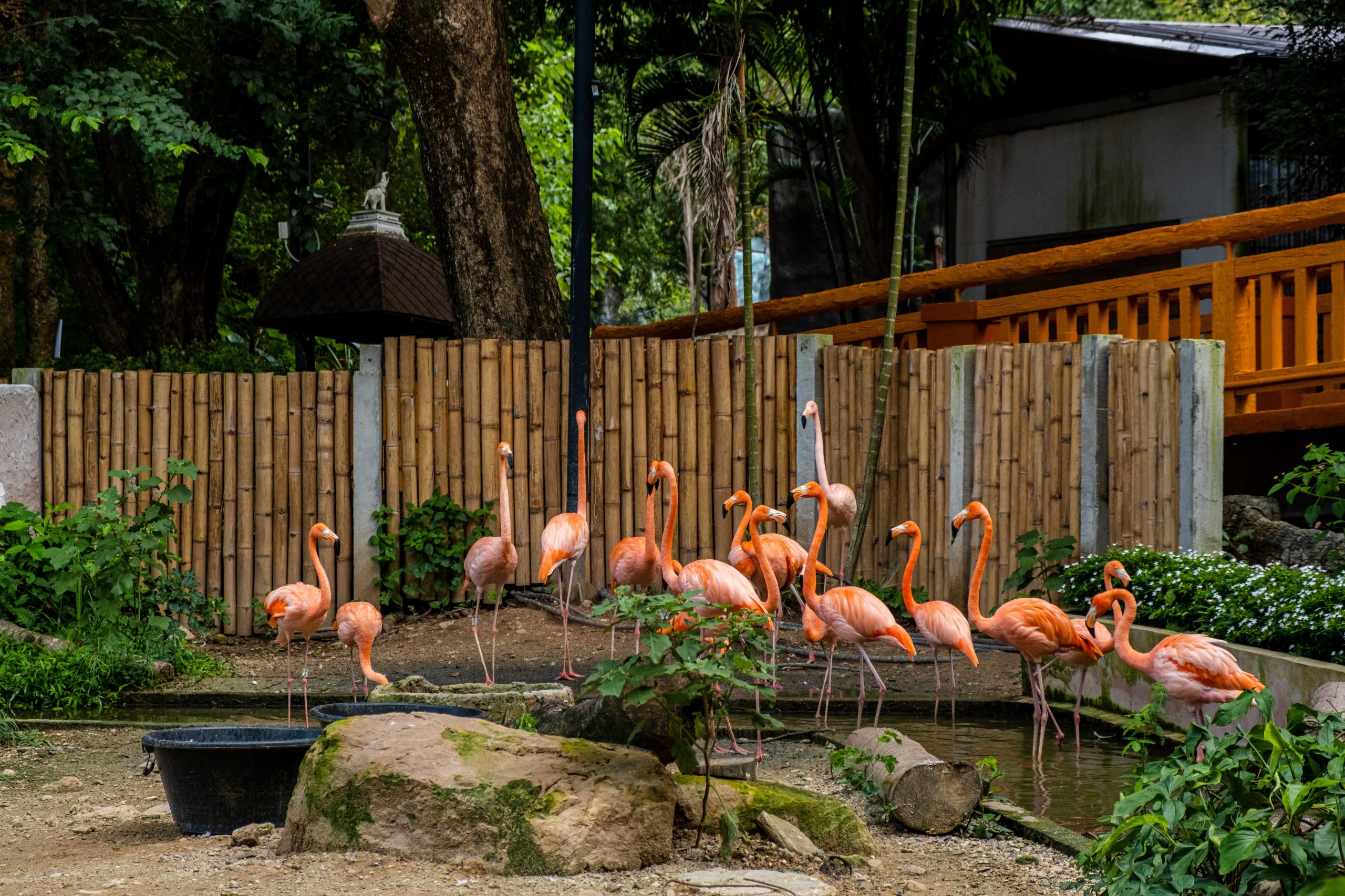 清邁夜間動物園 泰國居民門票