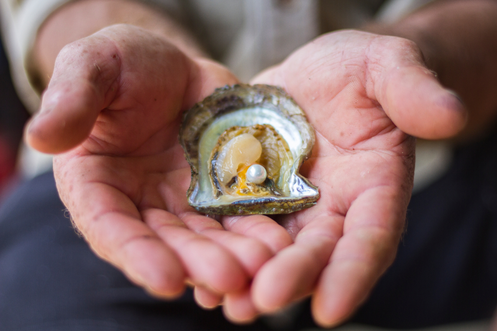 Explore the art of pearling with oyster tasting and expert pearl grading