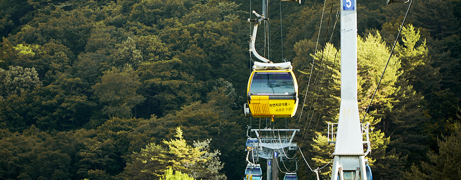 Ride above the autumn forest canopy!🏞