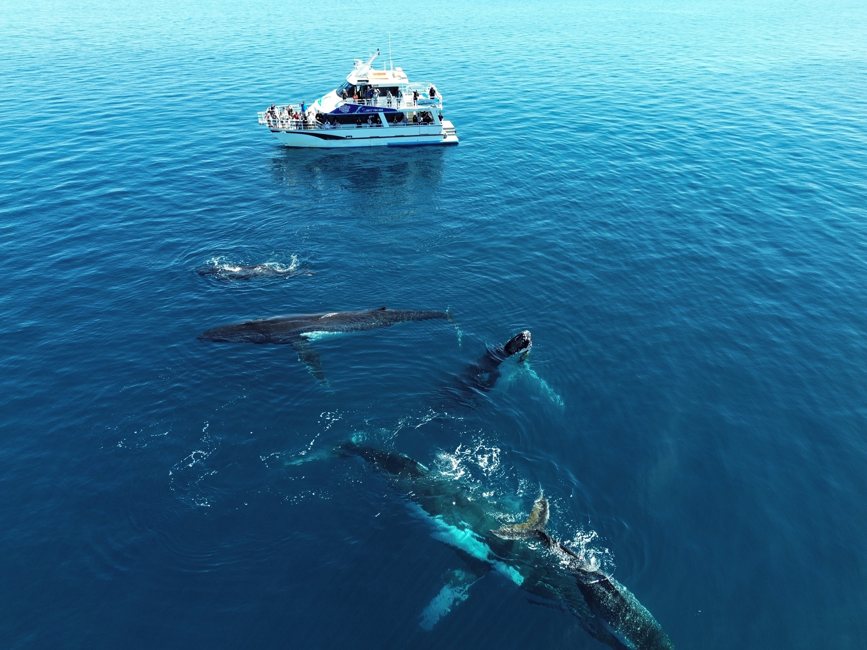 Whale Watching Cruise Margaret River,Busselton,Dunsborough