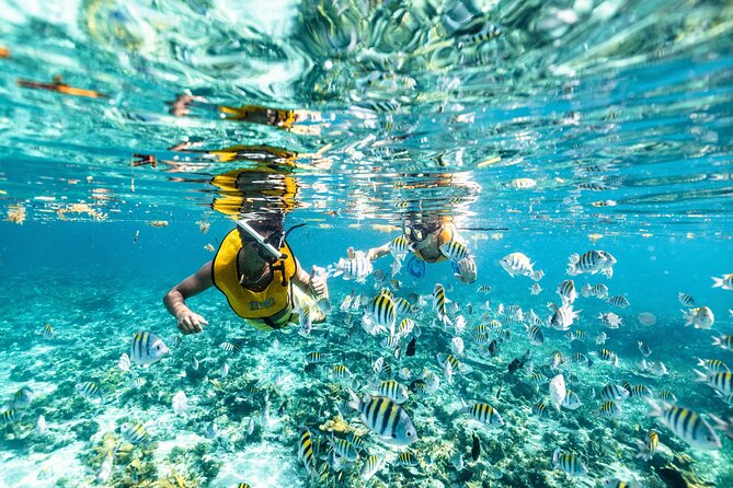 5合1浮潛之旅（探索海龜 / 珊瑚礁 / 水下雕塑博物館 / 沉船）
