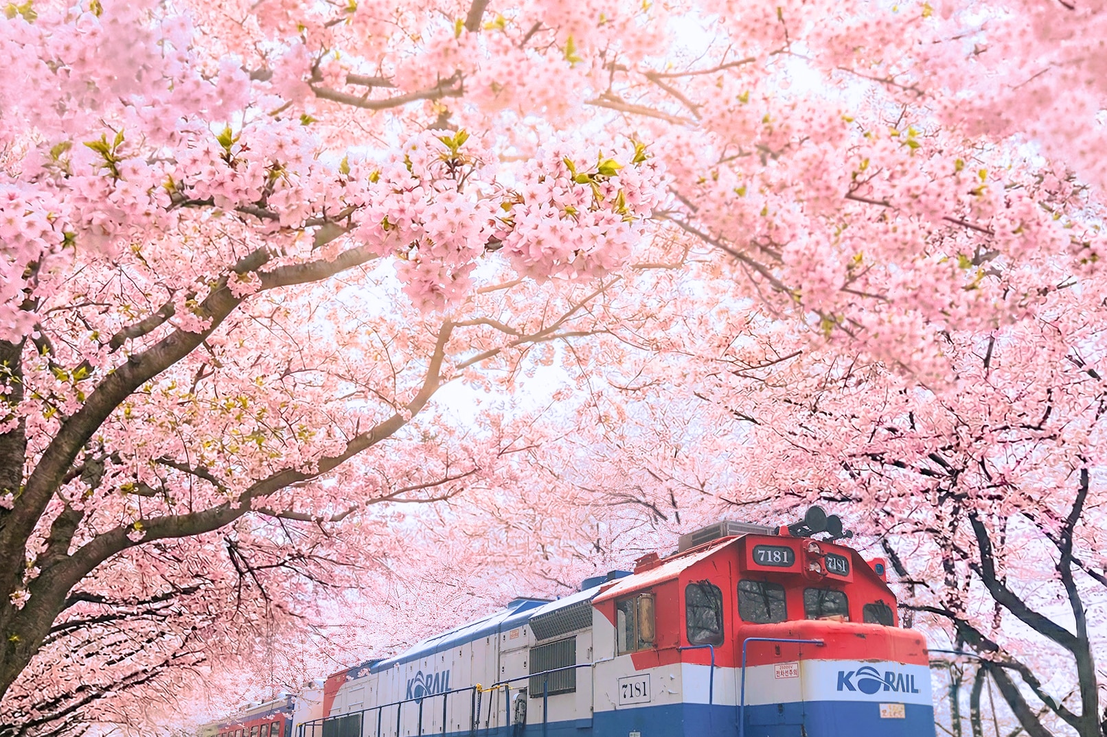 鎮海櫻花節（Gunhangje）