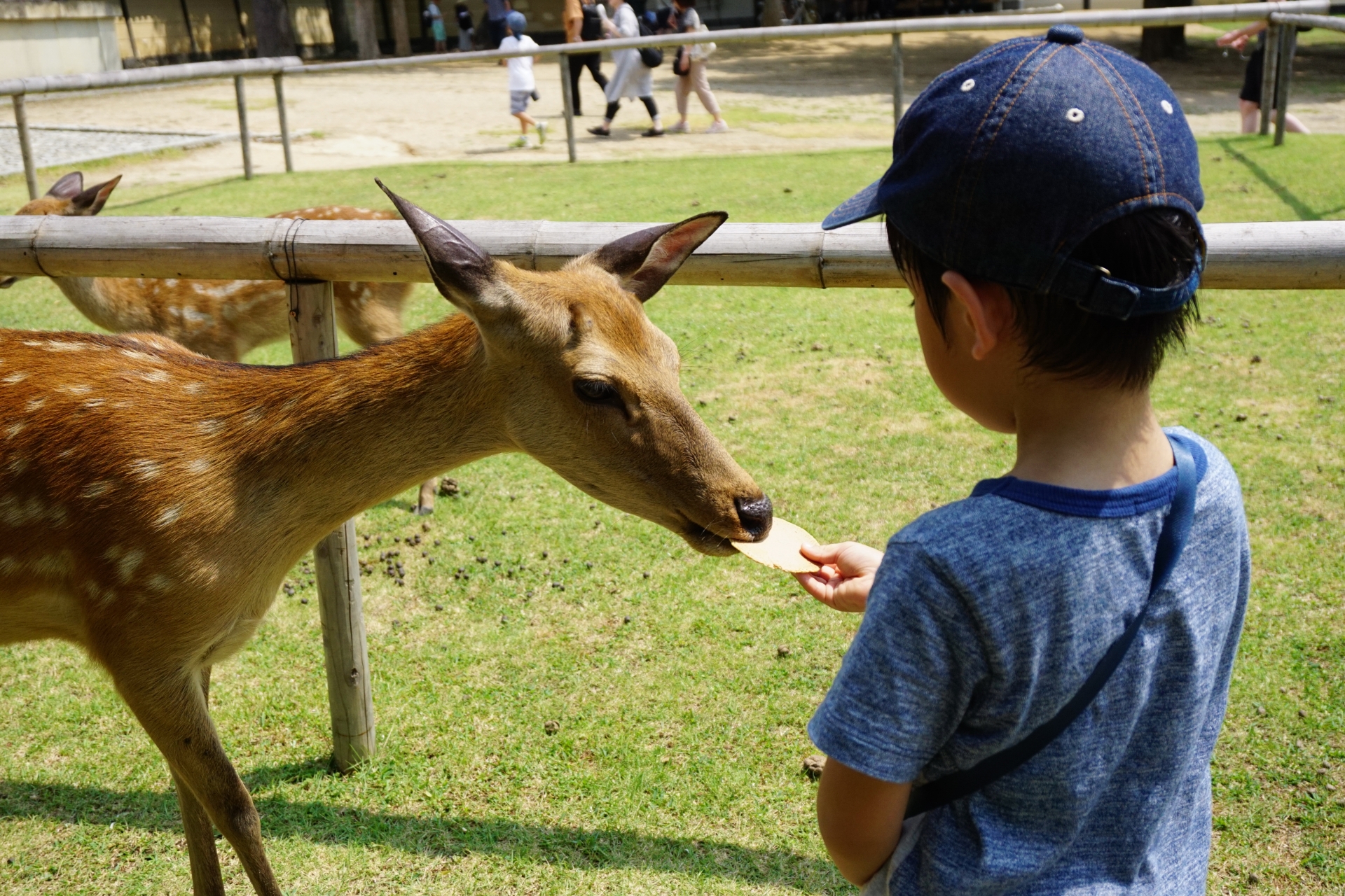 Enjoy interacting with the deer and feeding them local rice crackers, a delight for both adults and children!