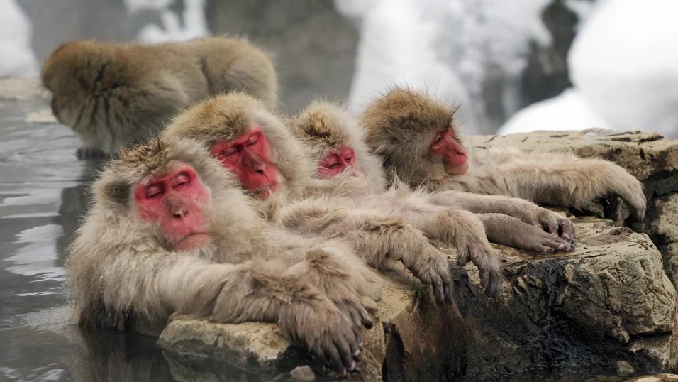 1-Day Tour: Snow Monkeys, Zenko-ji Temple & Sake in Nagano