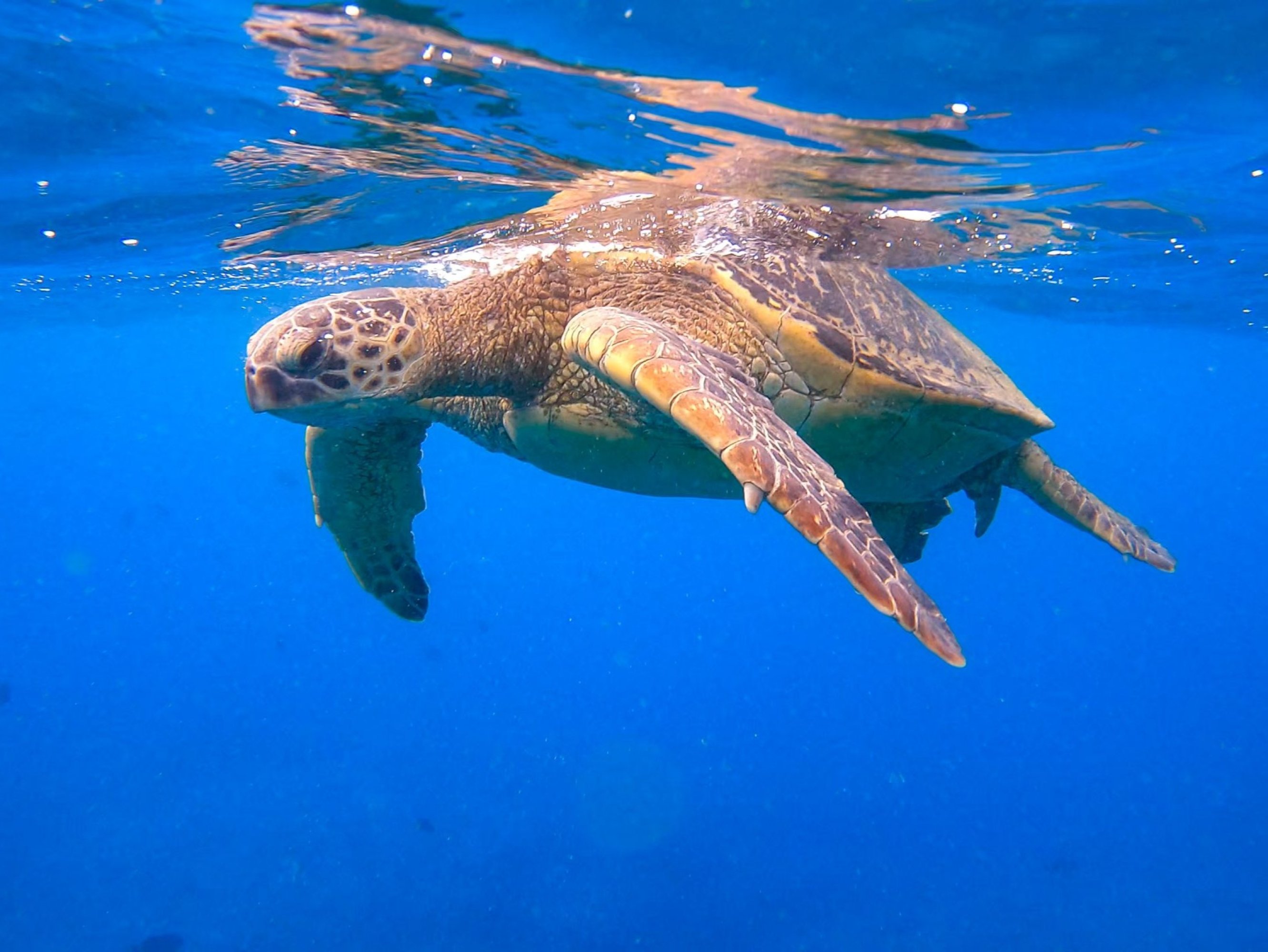 Waikiki Sail and Snorkel Tour 